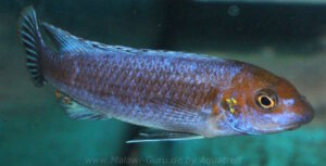 Labeotropheus trewavasae 'Lion's Cove'